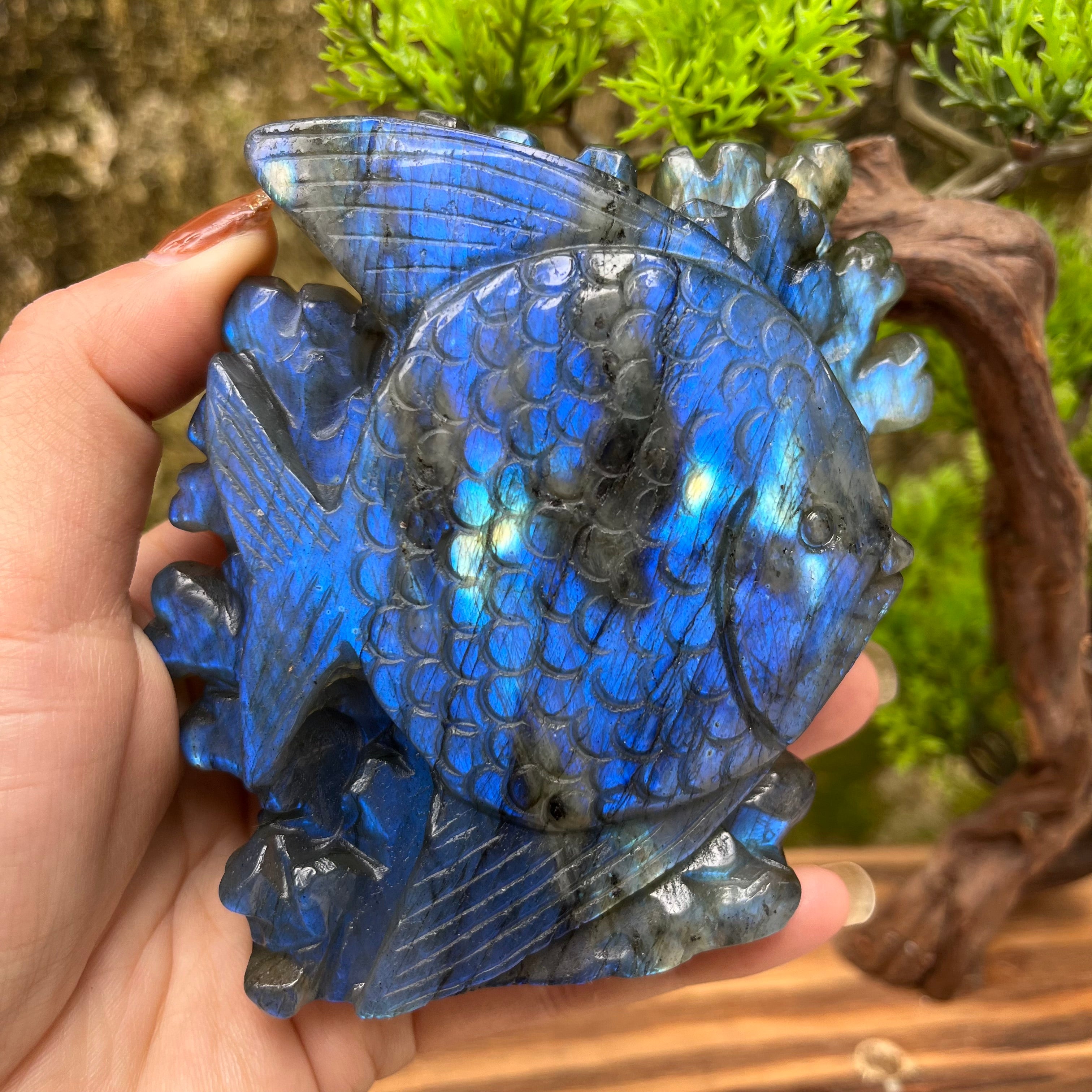 Natural Labradorite Strong Flash Coral Fish