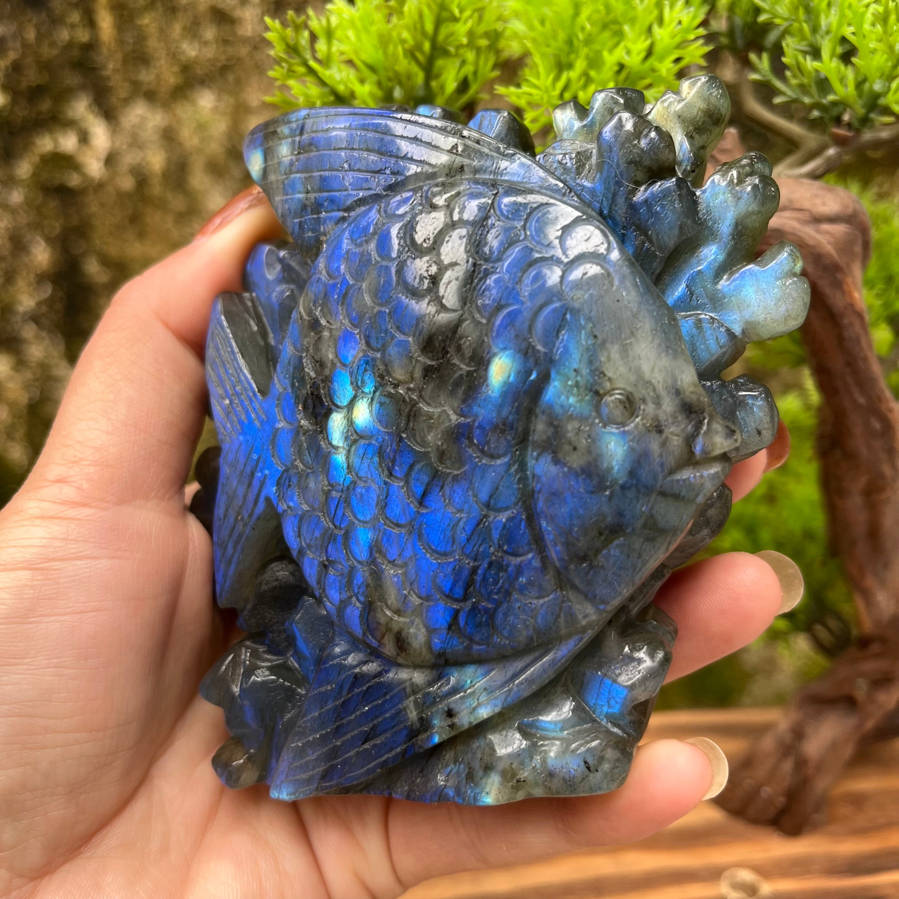 Natural Labradorite Strong Flash Coral Fish