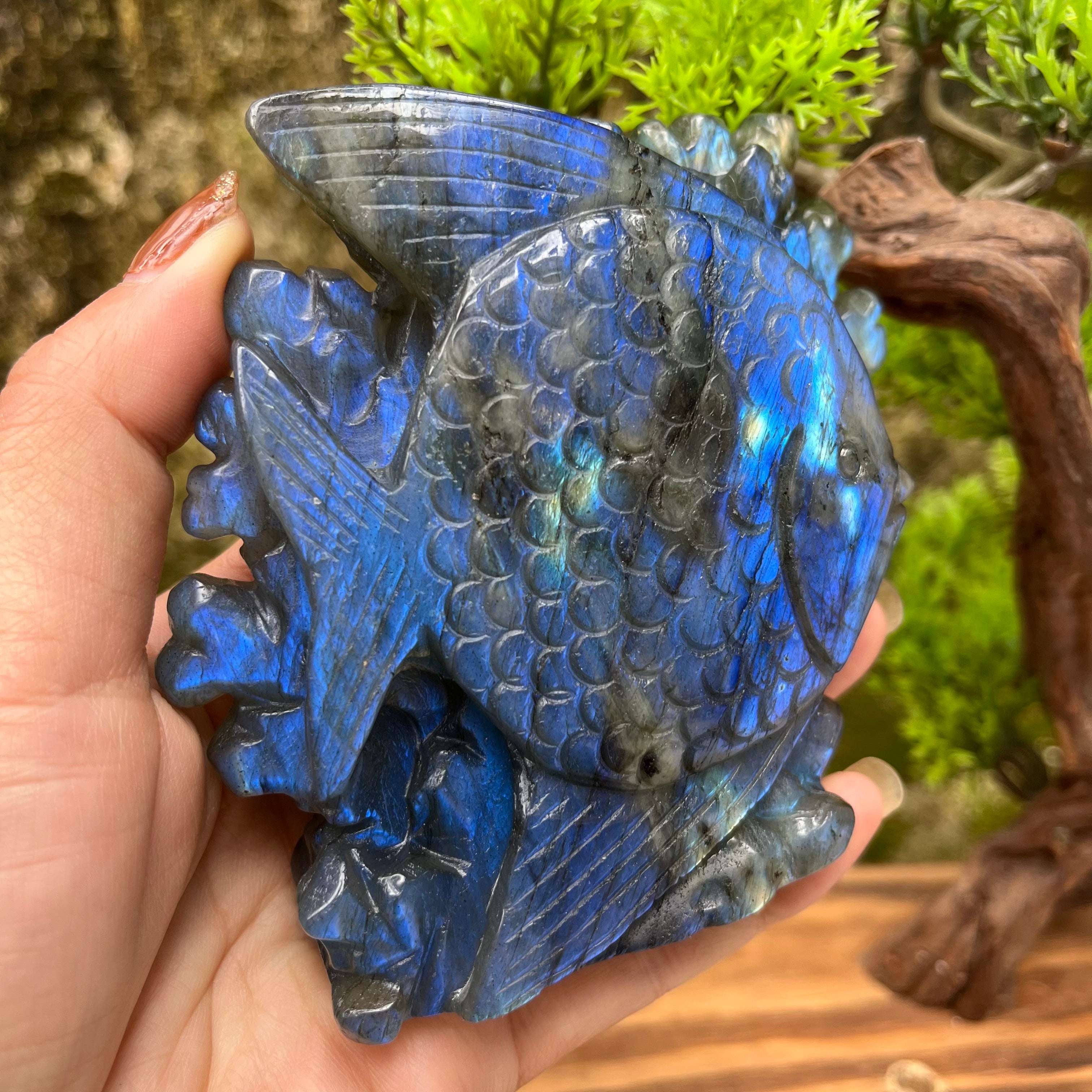 Natural Labradorite Strong Flash Coral Fish