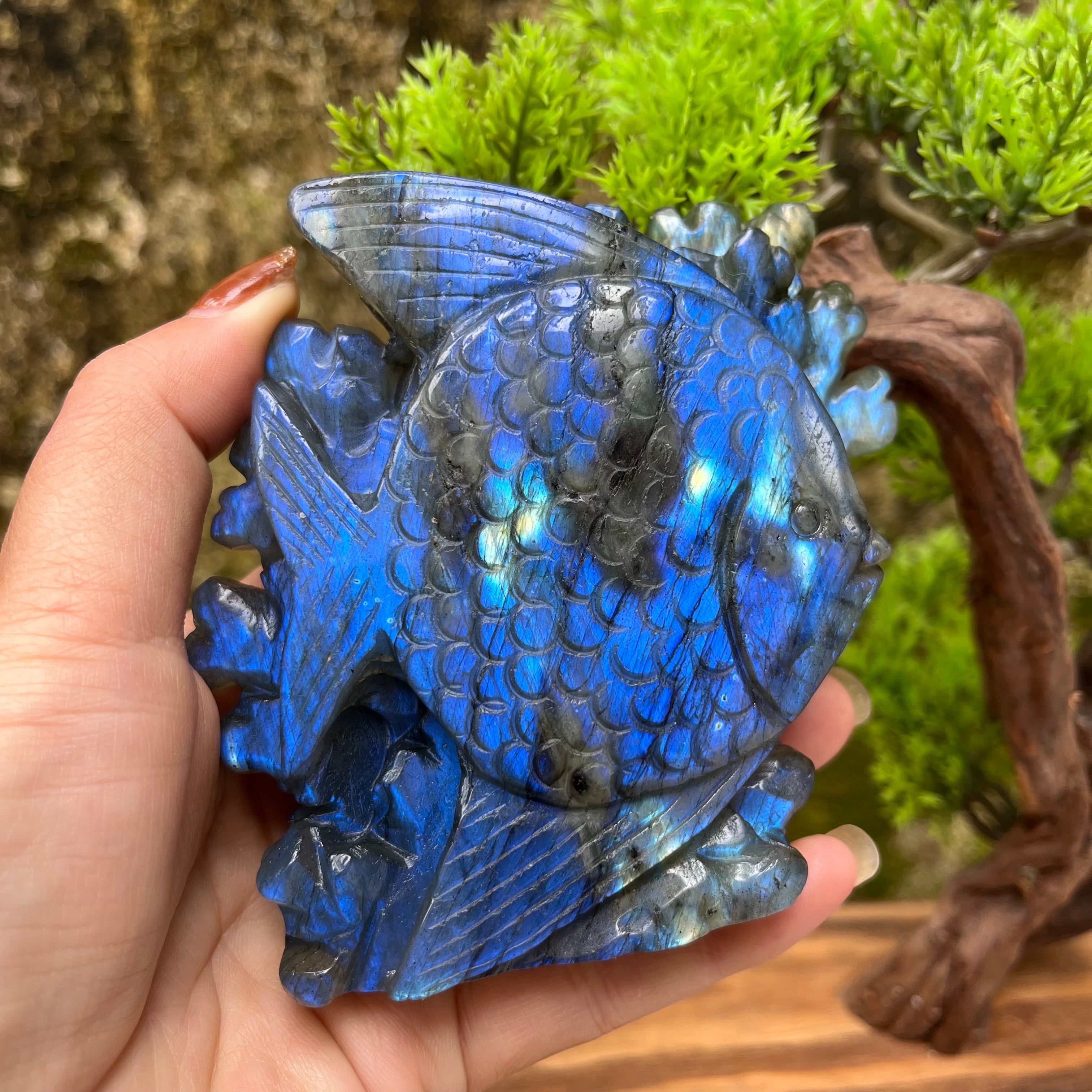 Natural Labradorite Strong Flash Coral Fish