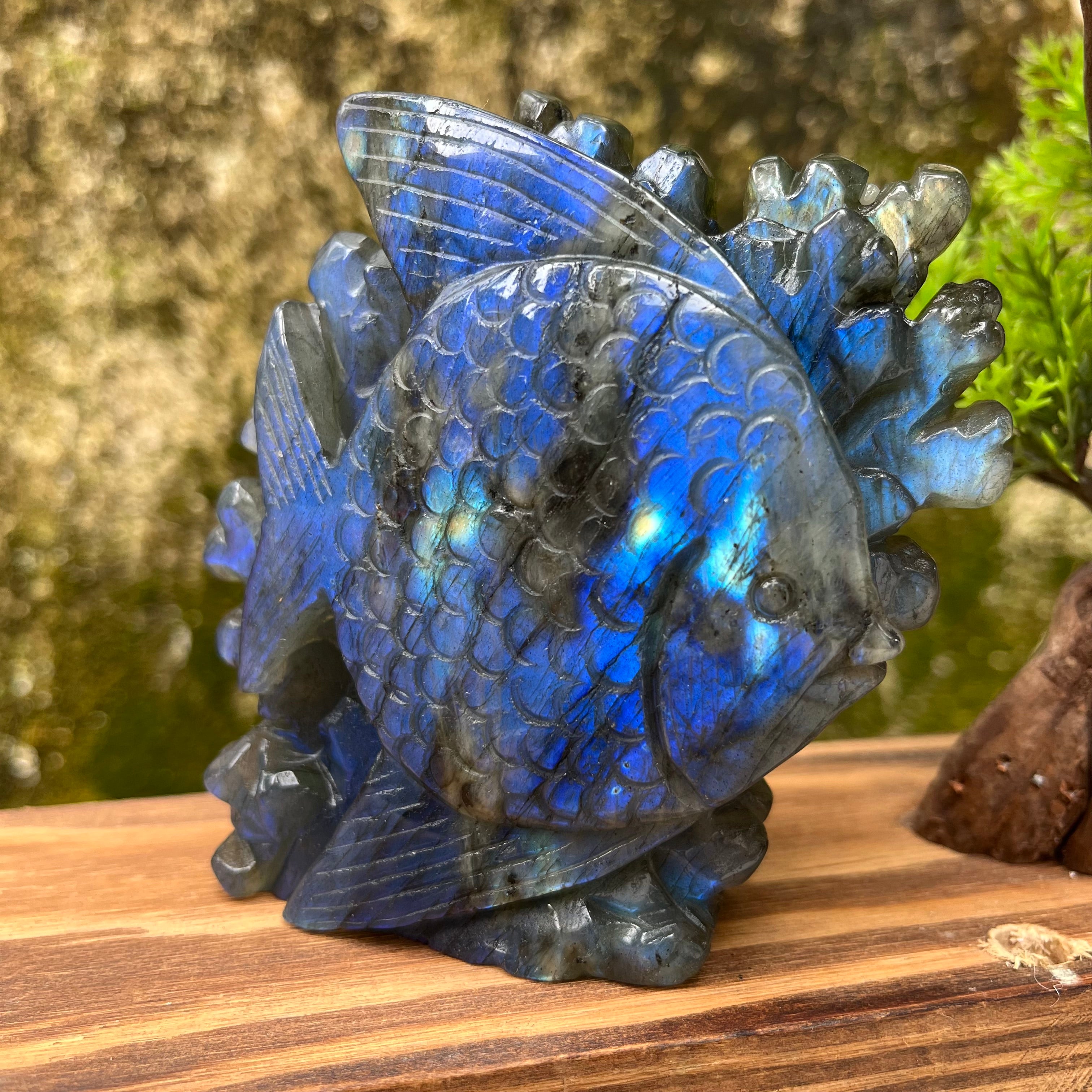 Natural Labradorite Strong Flash Coral Fish