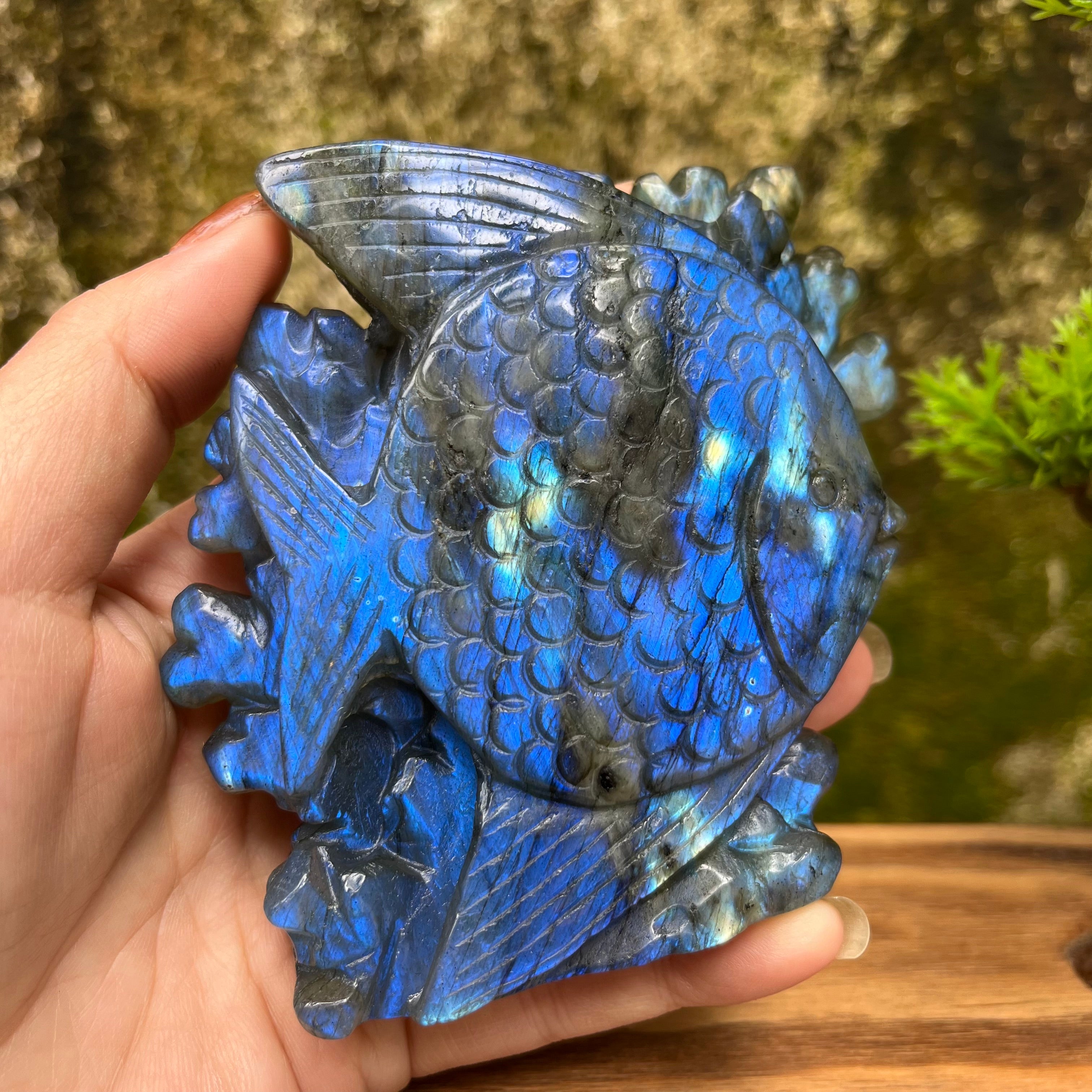Natural Labradorite Strong Flash Coral Fish