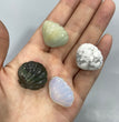 Mini Clam Shell Natural Stone Carvings Confetti Scoops