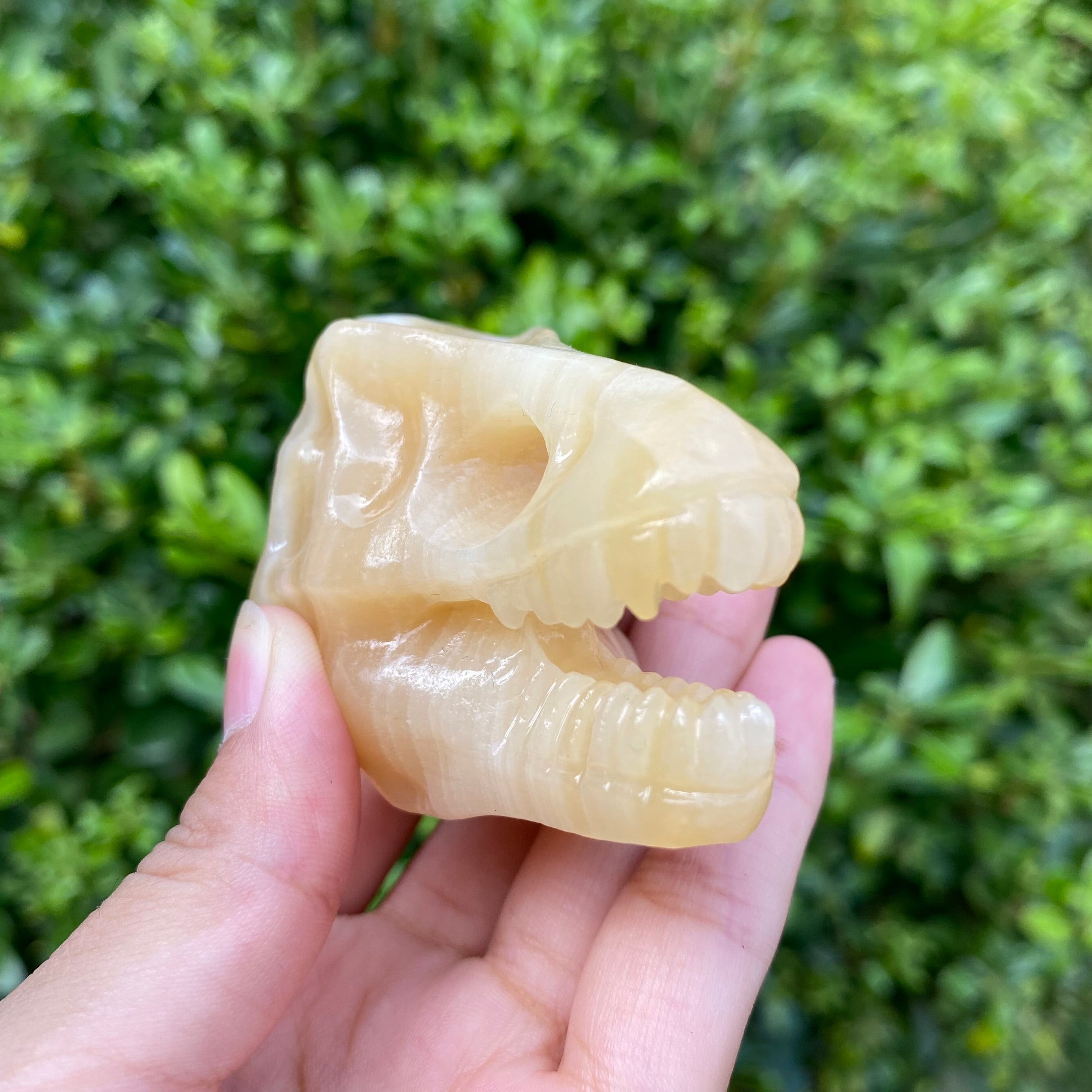 6CM Dinosaur T-rex Skull Natural Crystal Carving